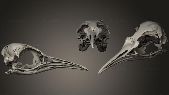 Анатомия скелеты и черепа (Черепа животных 0211, ANTM_0238) 3D модель для ЧПУ станка